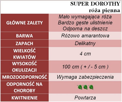 Super Dorothy róże pienne gł.zal